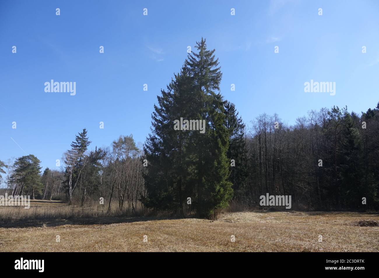 Picea abies, Norway Spruce Stock Photo