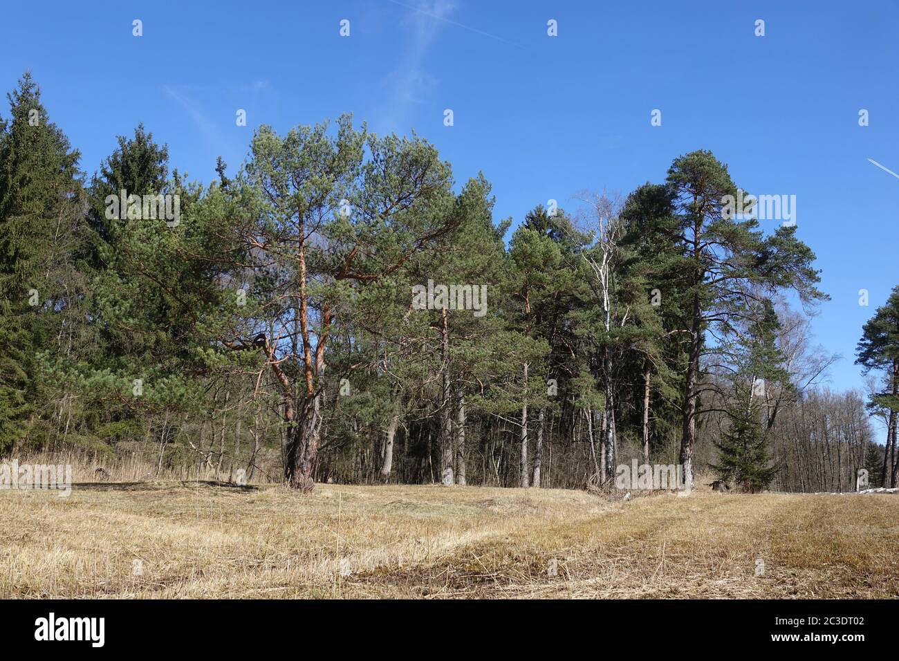Pinus sylvestris, Scots Pine Stock Photo