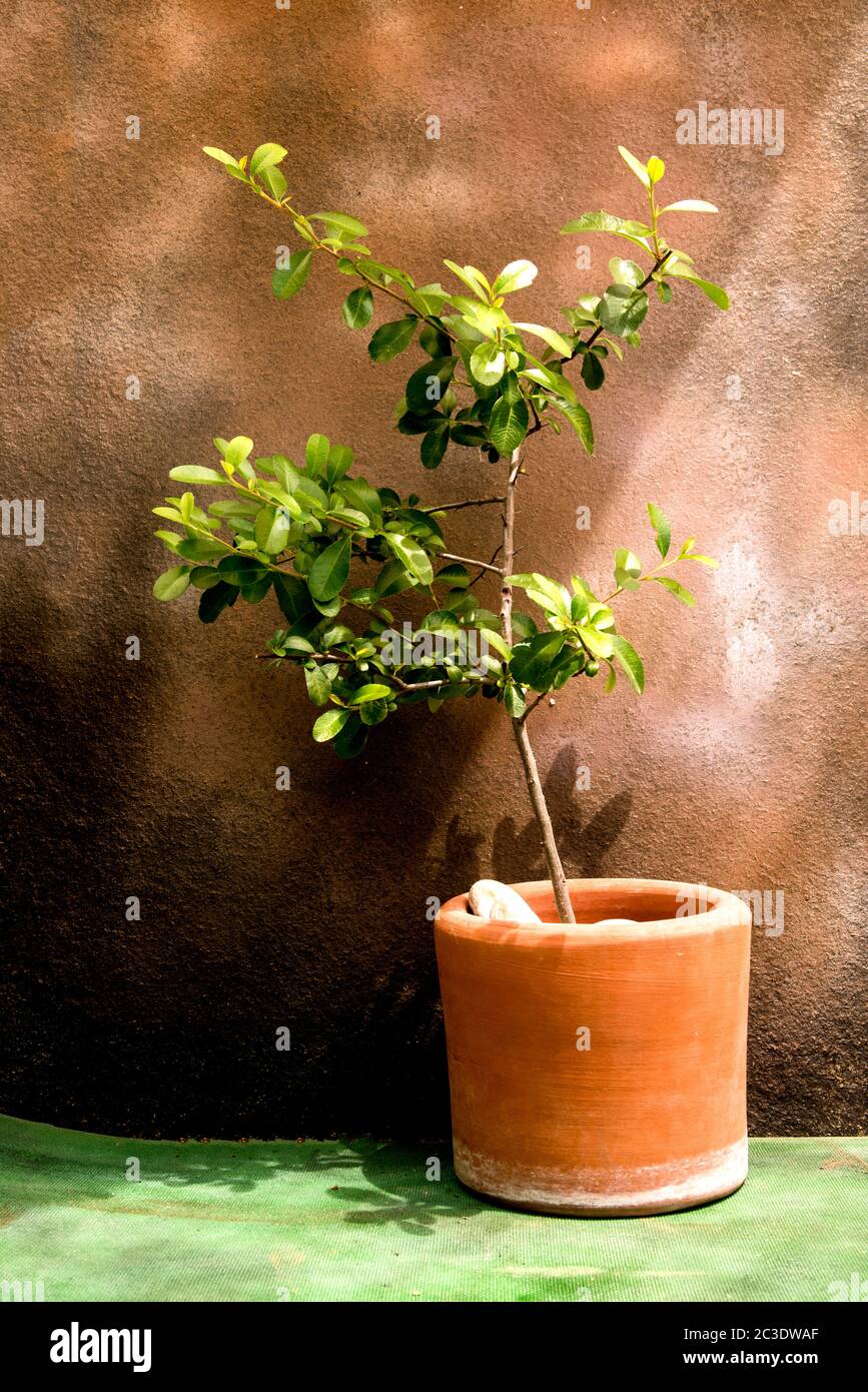 pyracantha plant on pot and romantic background Stock Photo