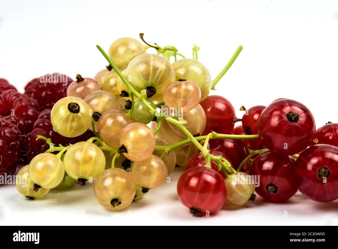 raspberries and red and white currants in studio shot on white ...