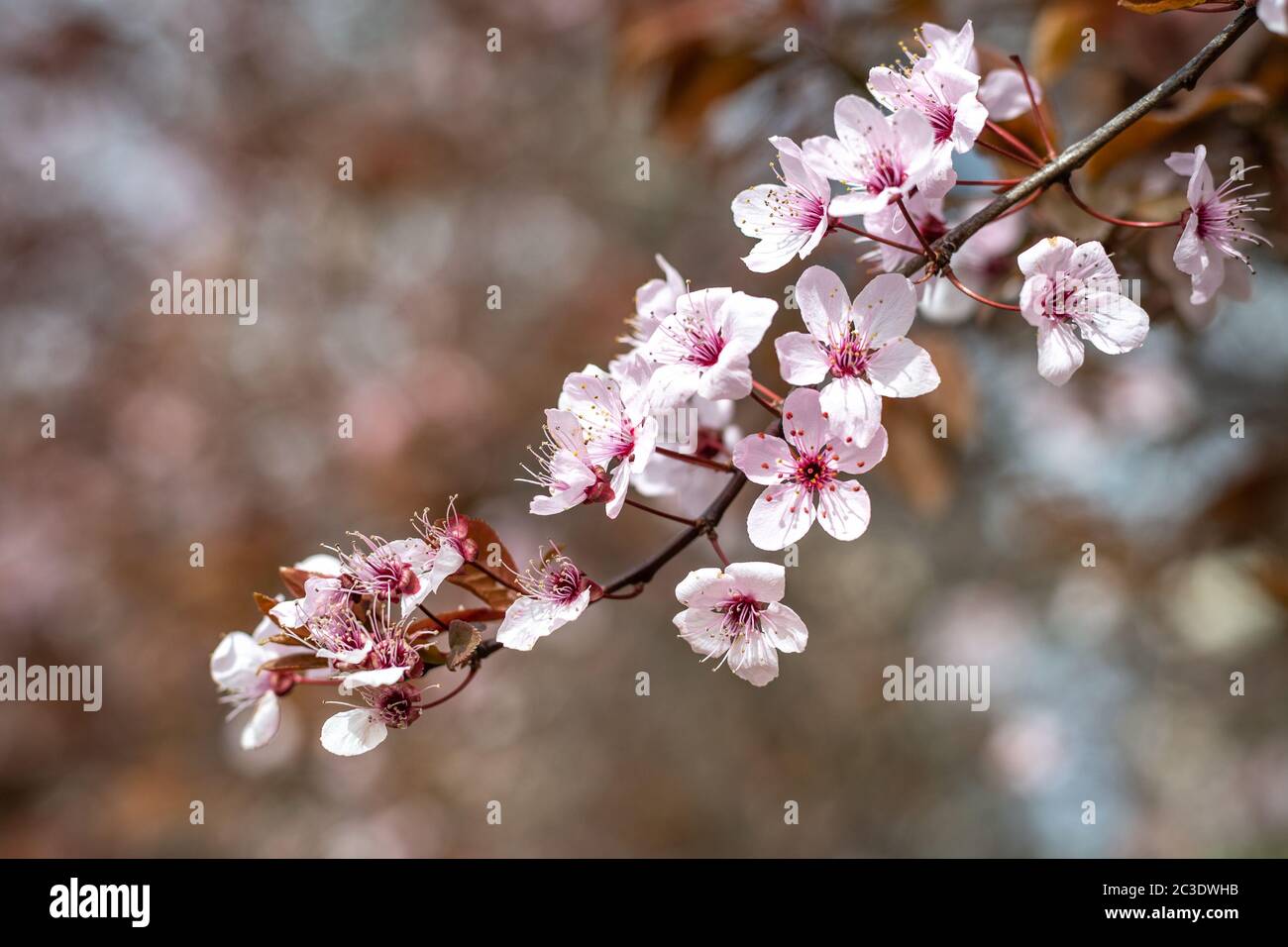 Sakura cherry blossom, soft focus. Nice spring background. Stock Photo