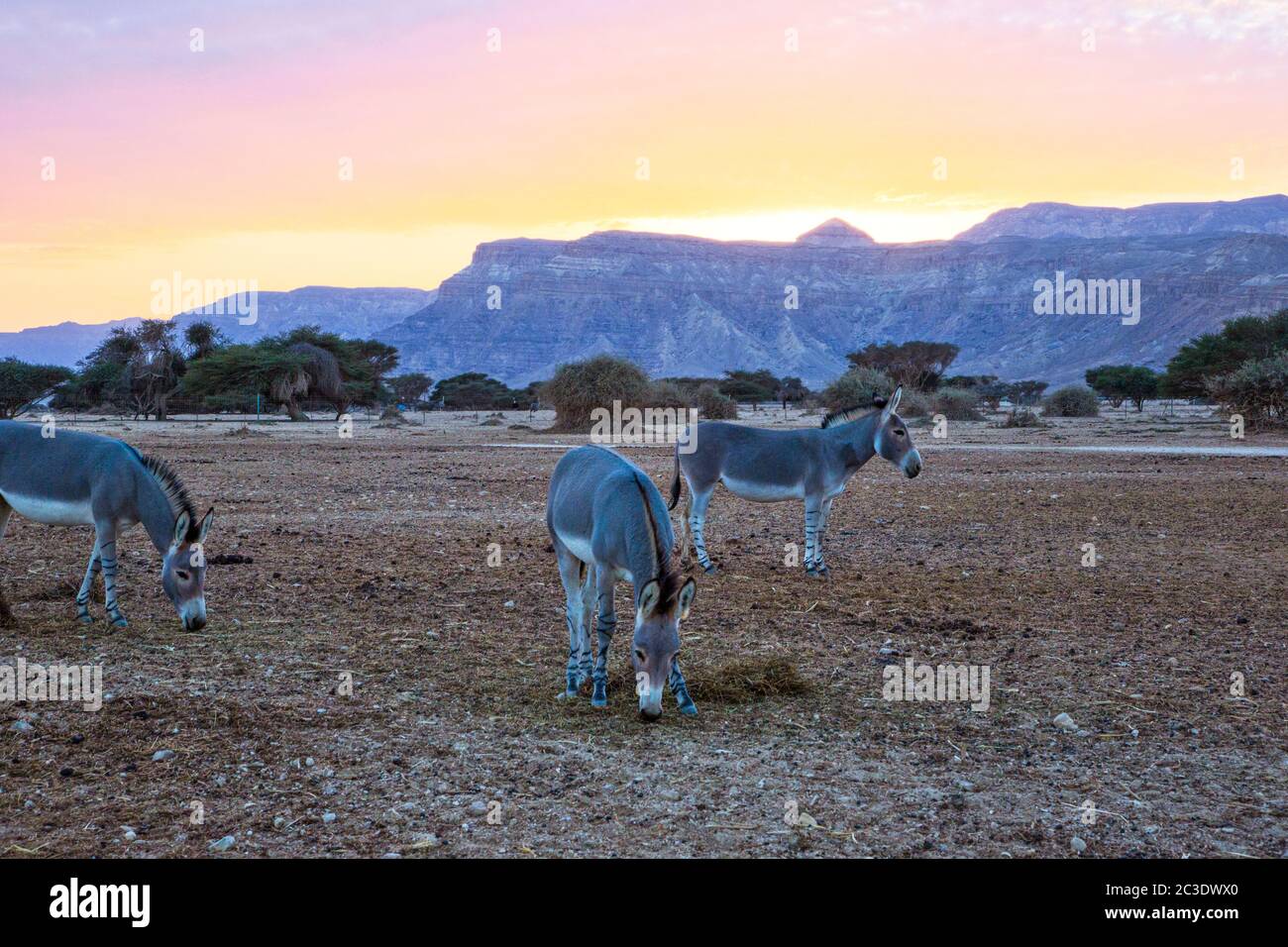 African Wild Ass Equus Africanus Stock Photo Alamy african-wild-ass-equus-africanus-stock-photo-alamy