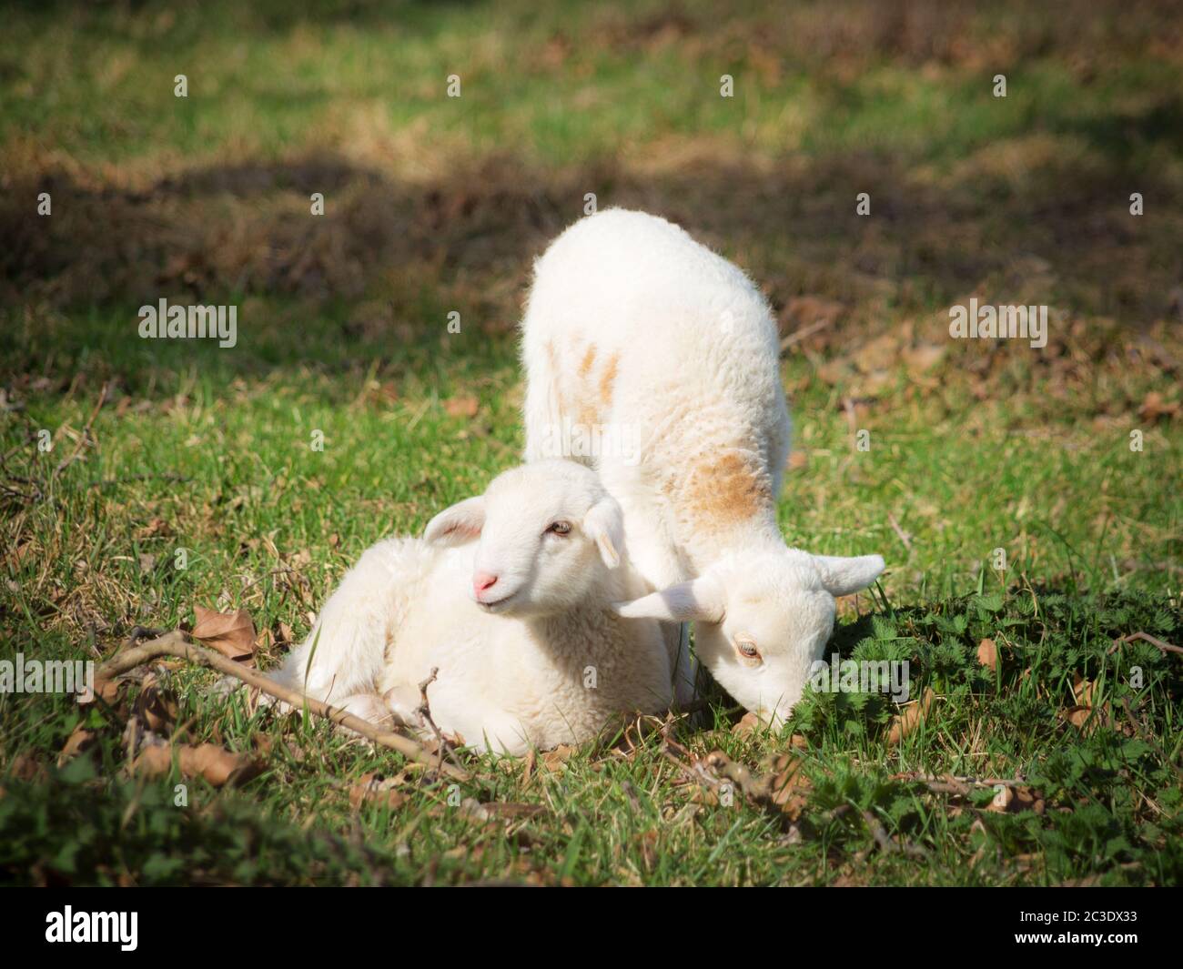 Two little sheeps in a meadow in spring Stock Photo