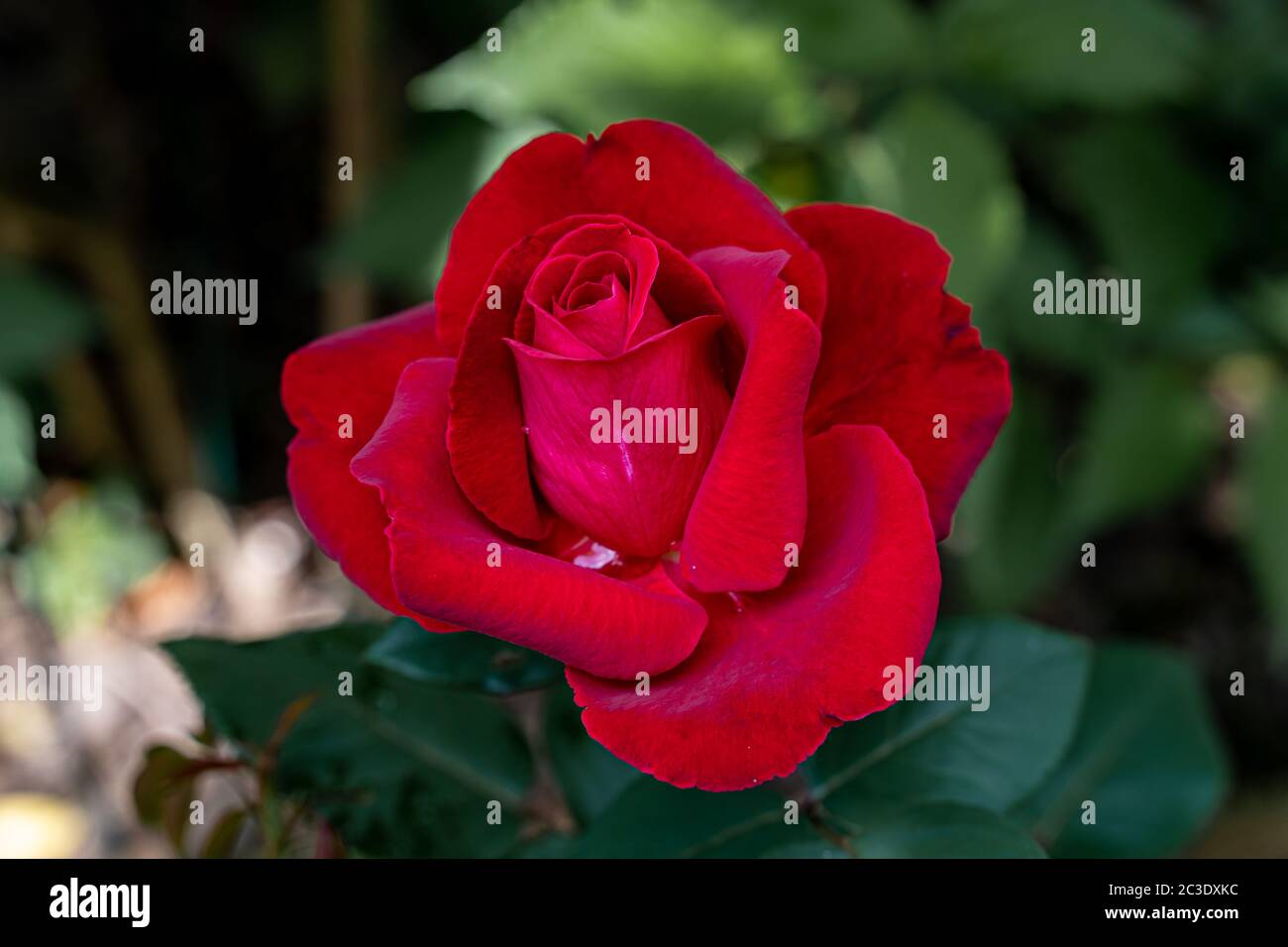 Special rose hi-res stock photography and images - Alamy