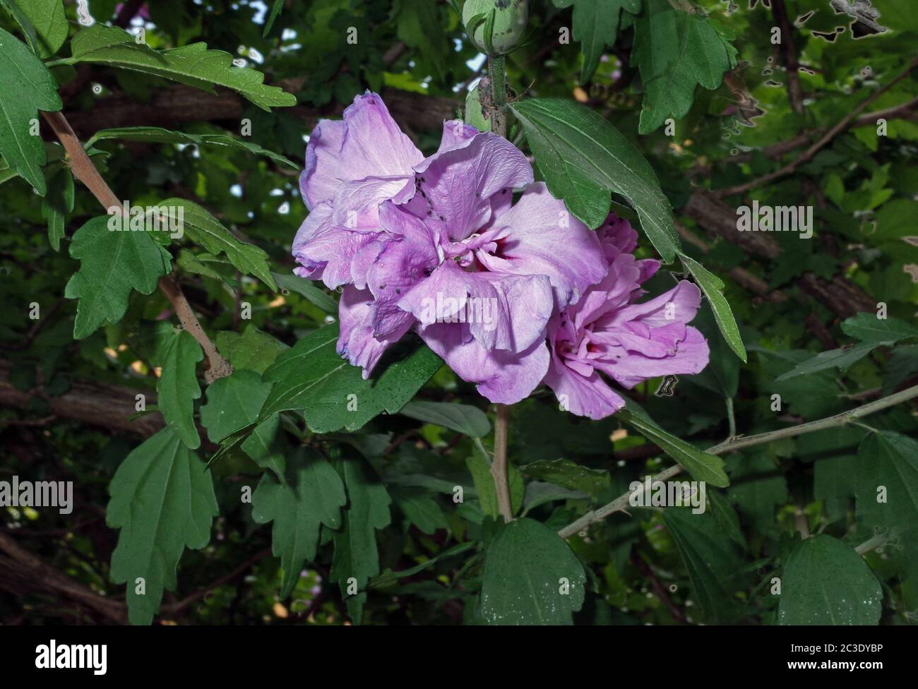 Hibiscus mutabilis flowering close-up Stock Photo