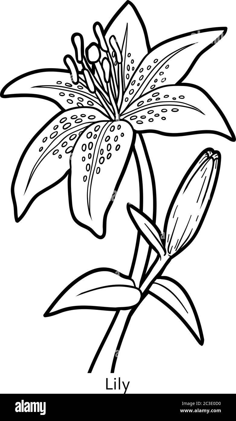 Coloring book for children, flower Lily Stock Vector Image & Art - Alamy
