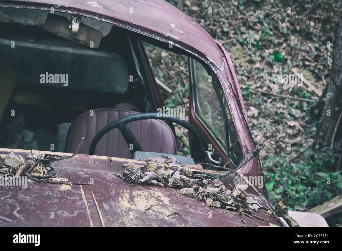 Old car is abandoned in nature. Windshield is missing and hood is covered with leaves. Color shift with muted blacks, shallow focus. Stock Photo