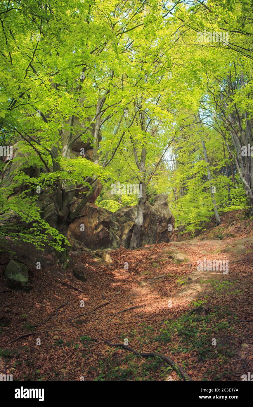 In the Carpathian forests strewn with a variety of vegetation Stock Photo
