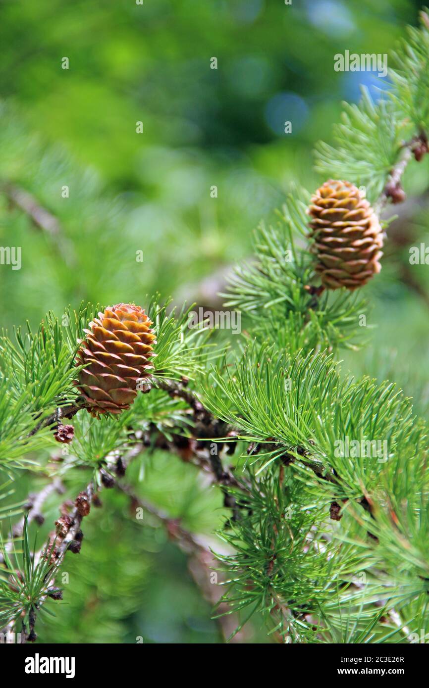 Pine cones on branches. Brown pine cone of pine tree. Growing cones close up. Larch cones growing in Stock Photo