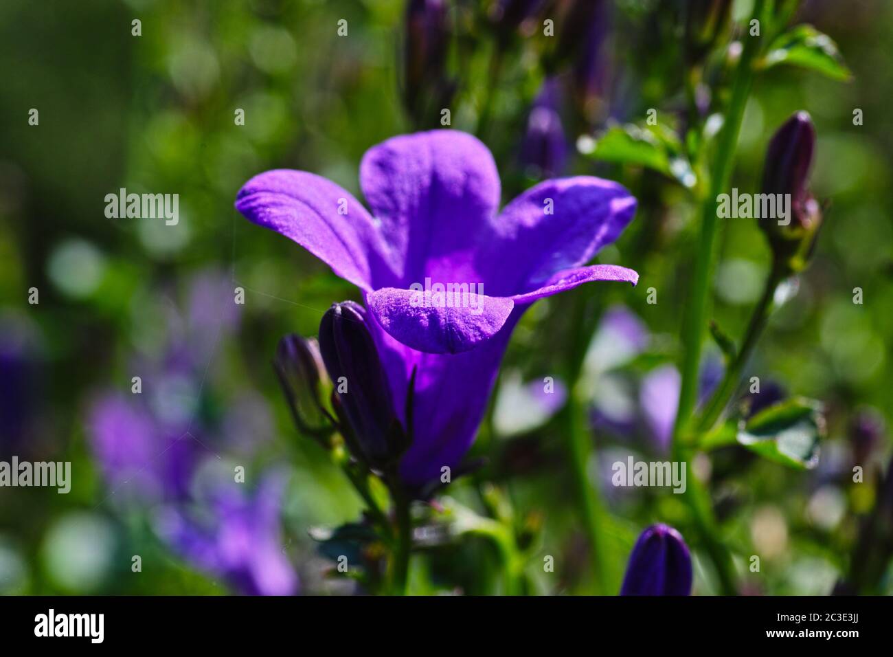 Flower plant in the genus Campanula of the family Campanulaceae. Stock Photo