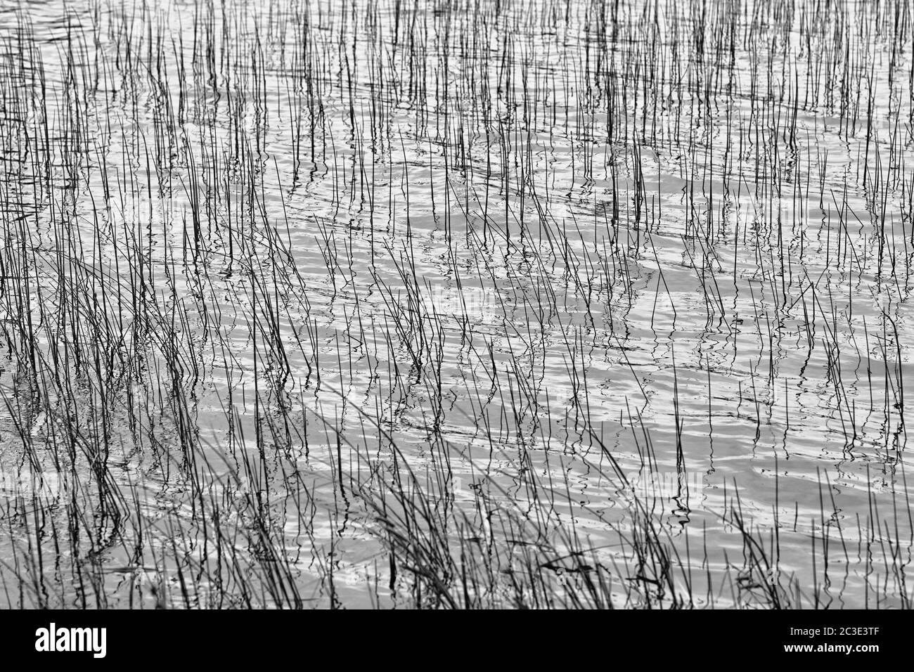 On the lake, rushes plant detail. Artistic look in black and white. Stock Photo