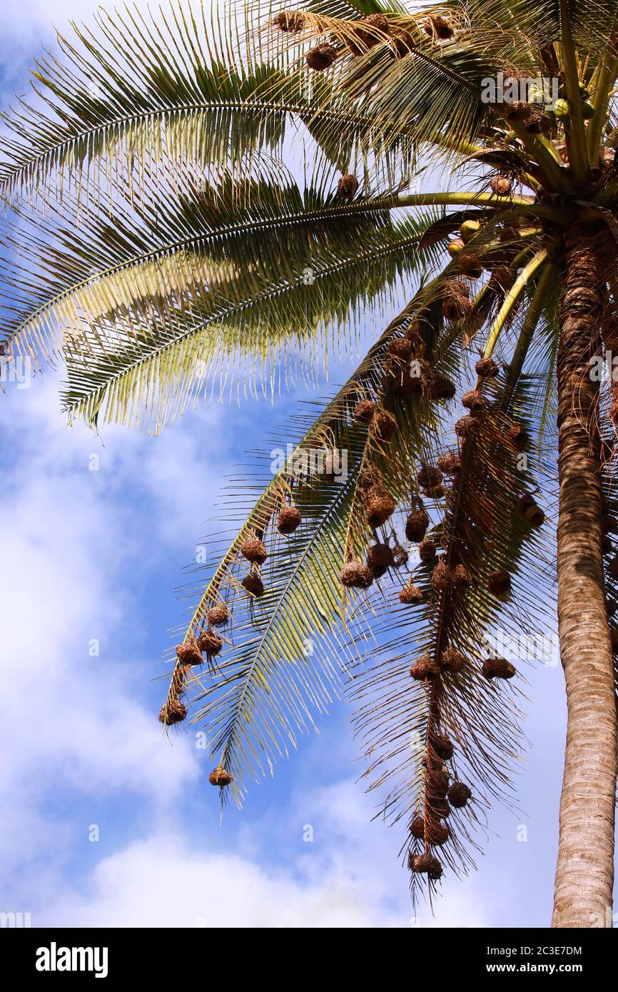 Tall palm tree with many bird nests on the branches Stock Photo