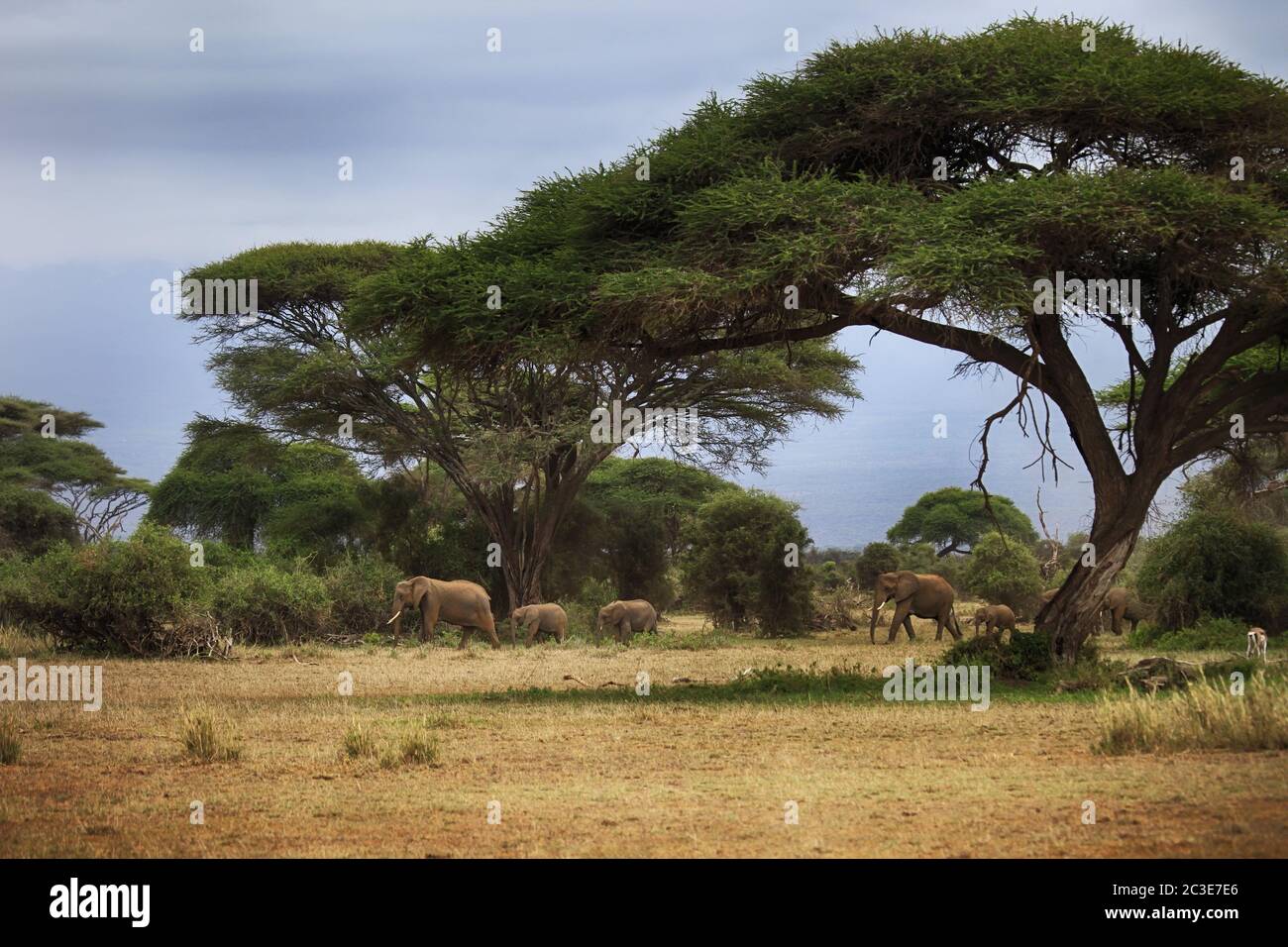 Elephants in Amboseli national park in Kenia Stock Photo