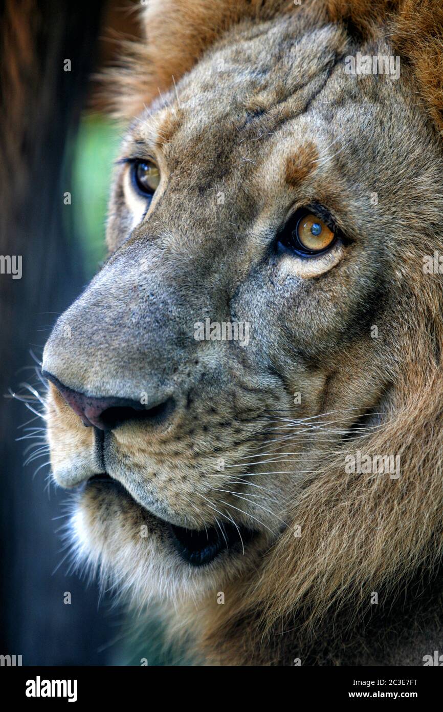 Portrait of a lion close-up. Bali a zoo Stock Photo
