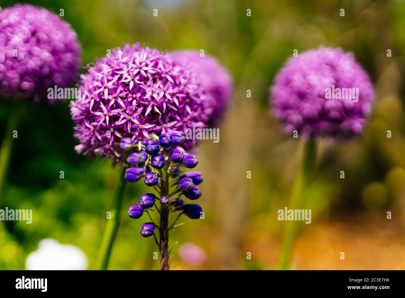 TÌNH YÊU CÂY CỎ ĐV 9 - Page 9 Blooming-allium-vienale-and-grape-hyacinth-flowers-on-colourful-blurred-background-2C3E7H6