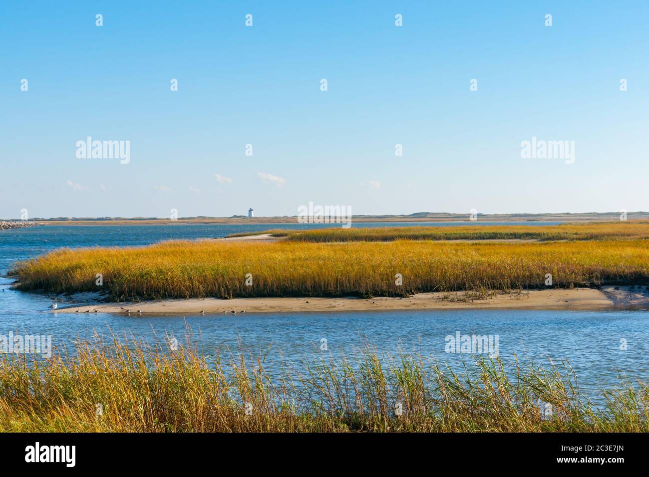 Salt Marsh and Long Point Lighthouse in distance on horizon near Provincetown Cape Cod, USA