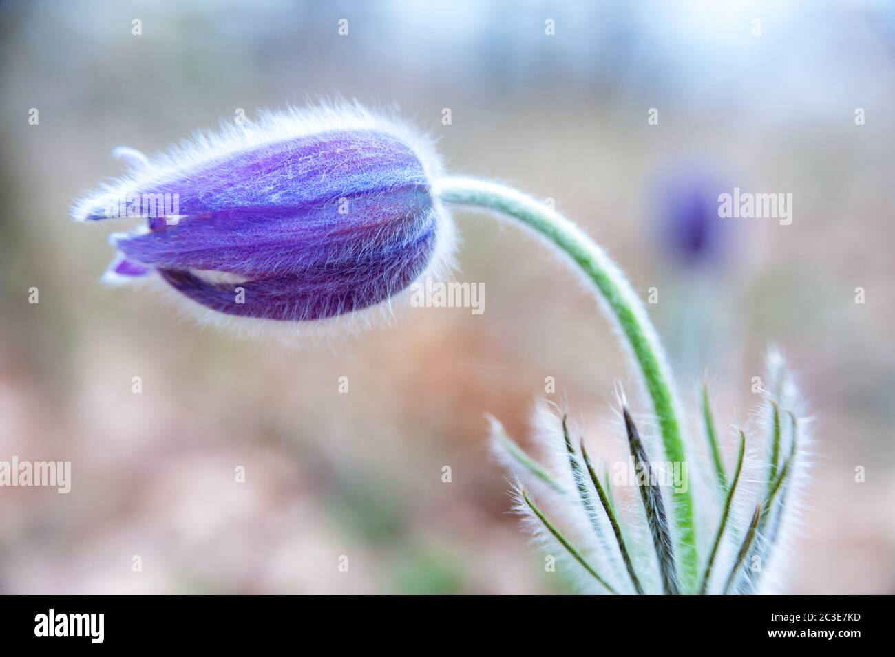 Crocus in Spring in a meadow Stock Photo