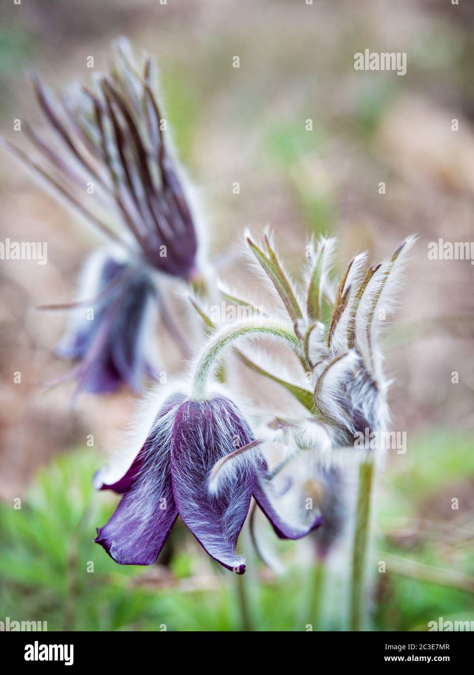 pasqueflower blooming in Spring Stock Photo