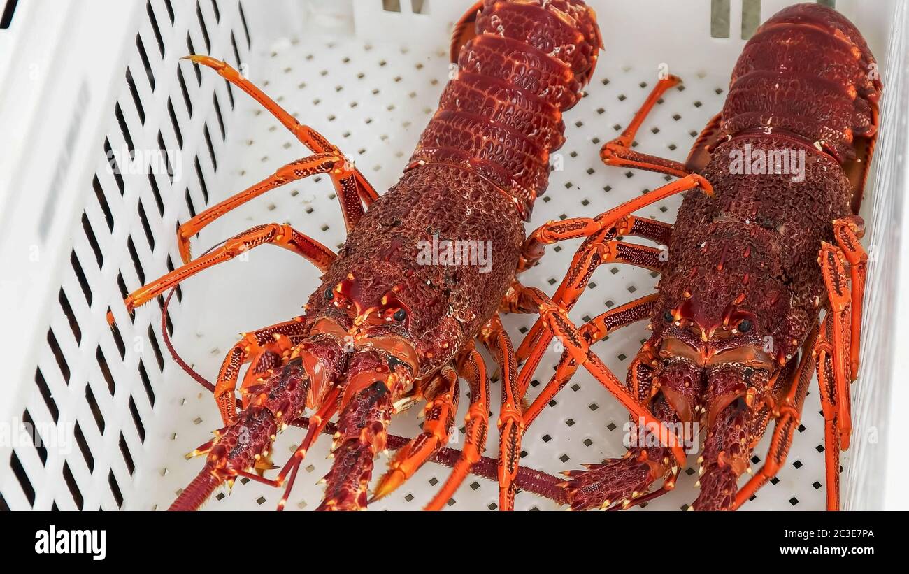 placing southern rock lobster into a white crate Stock Photo