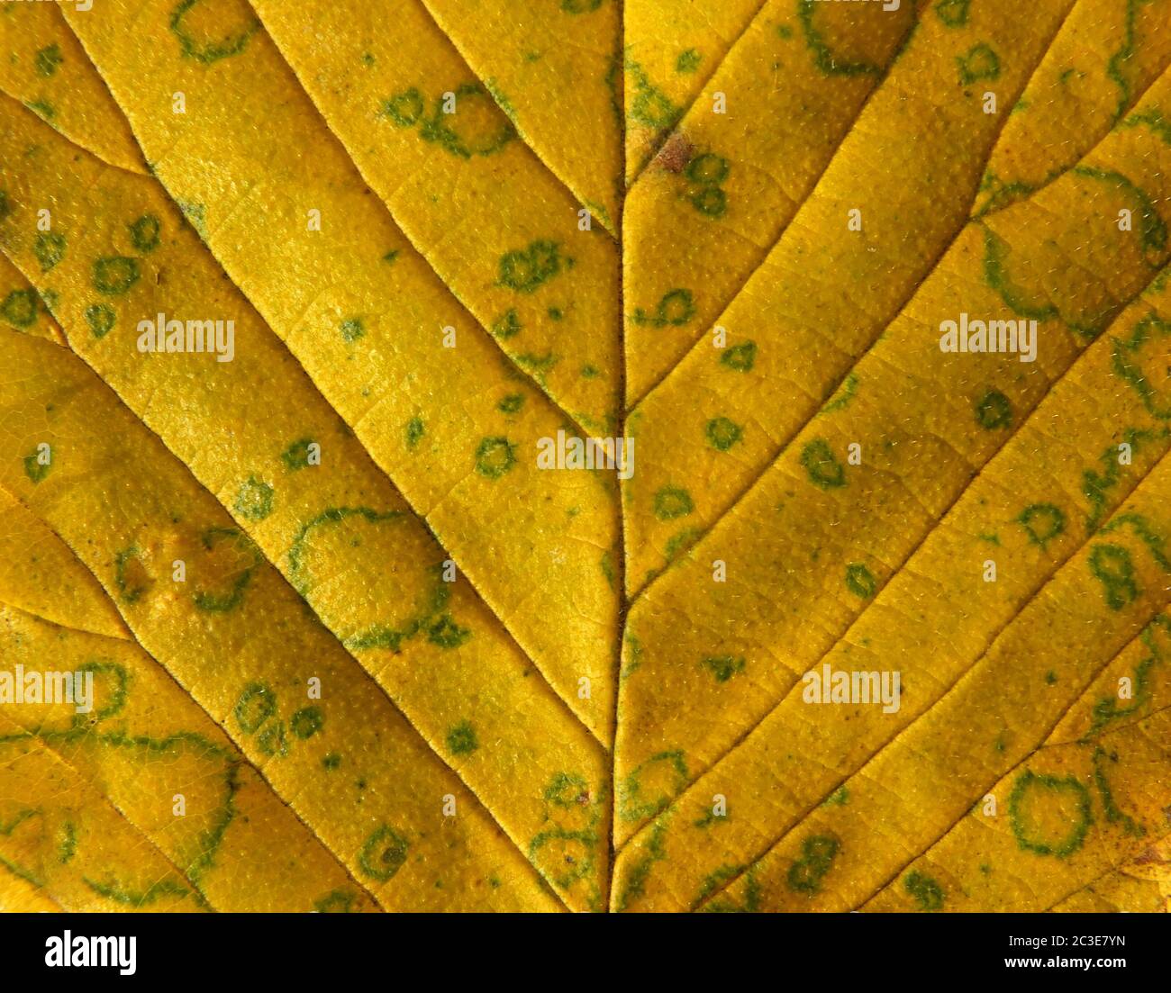 Close up detail of yellow leaf showing vein structure hi-res stock ...