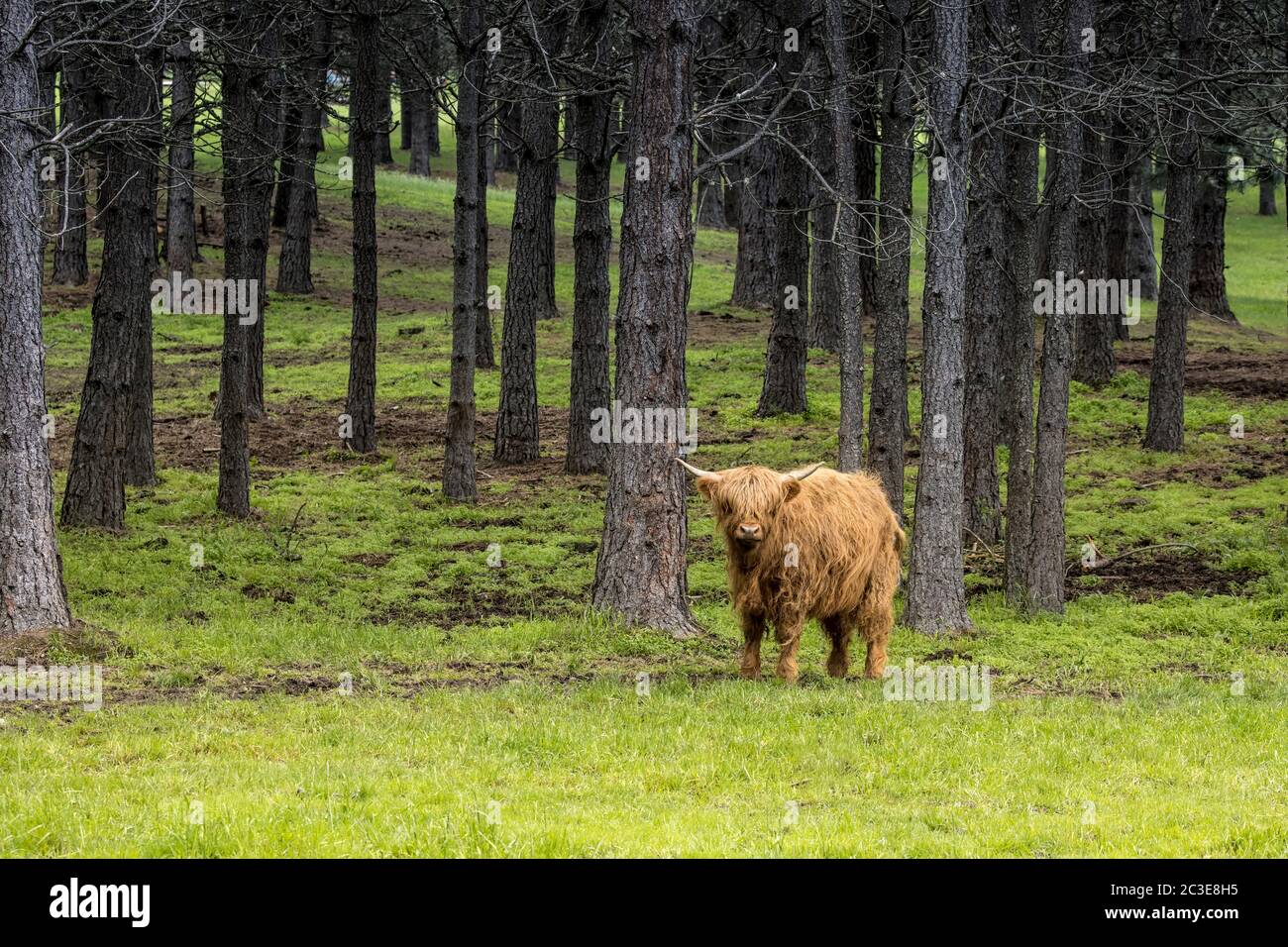 A brown highland cow stands in a green pasture by trees near Coeur d ...