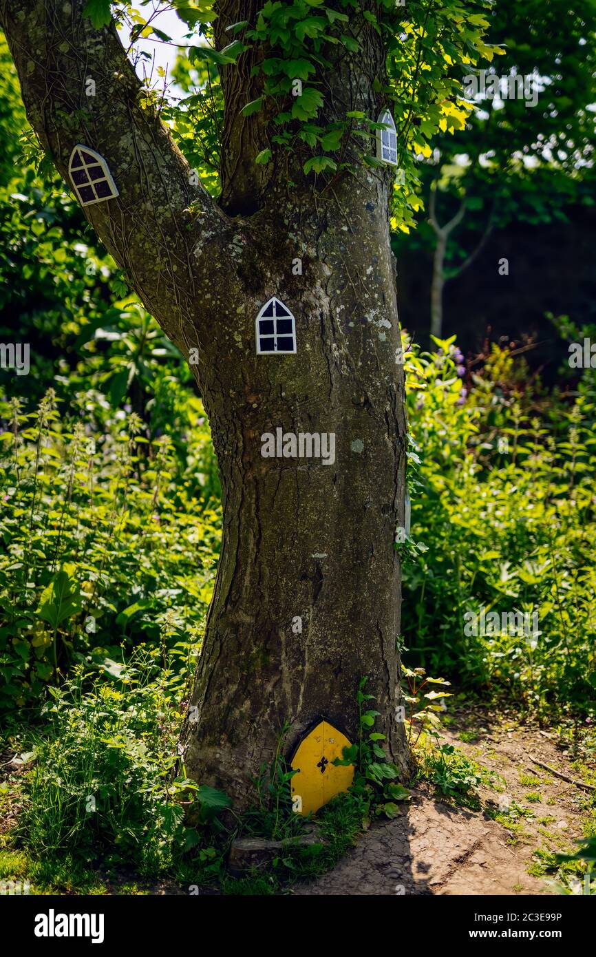 Fairy doors and windows on tree in forest Stock Photo