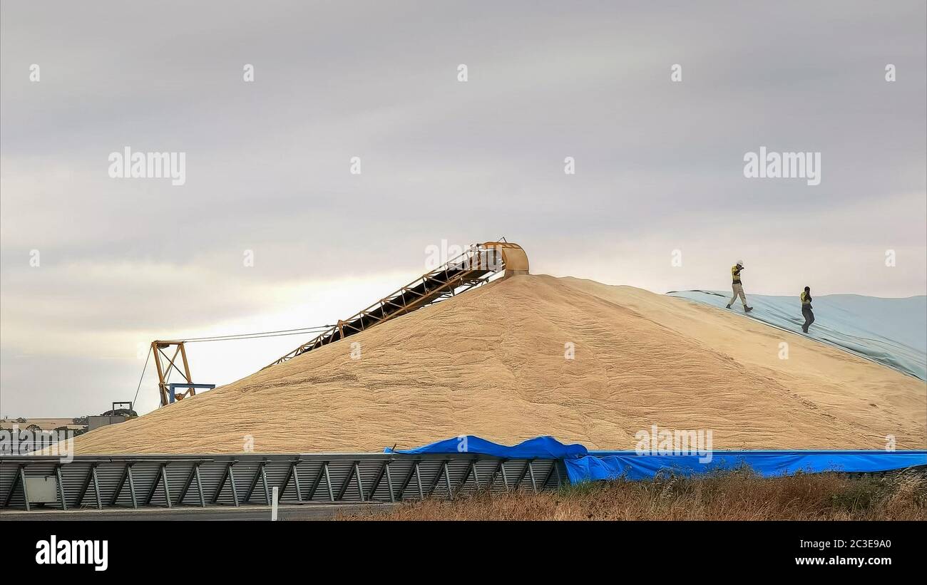 workers hurry to cover part of the wheat harvest with tarpaulins Stock Photo