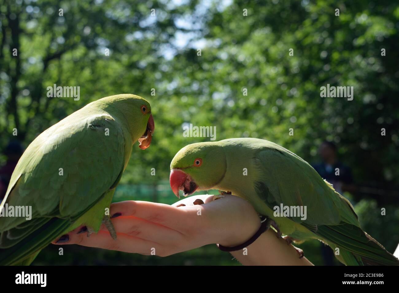 Two Female RoseRinged Parakeets Eating Peanuts from a Woman's Hand