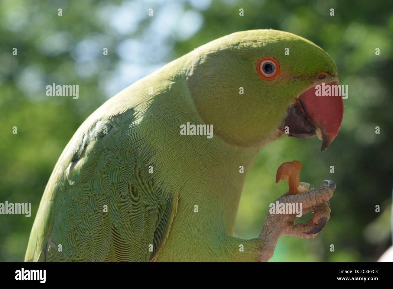 Female RoseRinged Parakeet Eating a Peanut Stock Photo Alamy