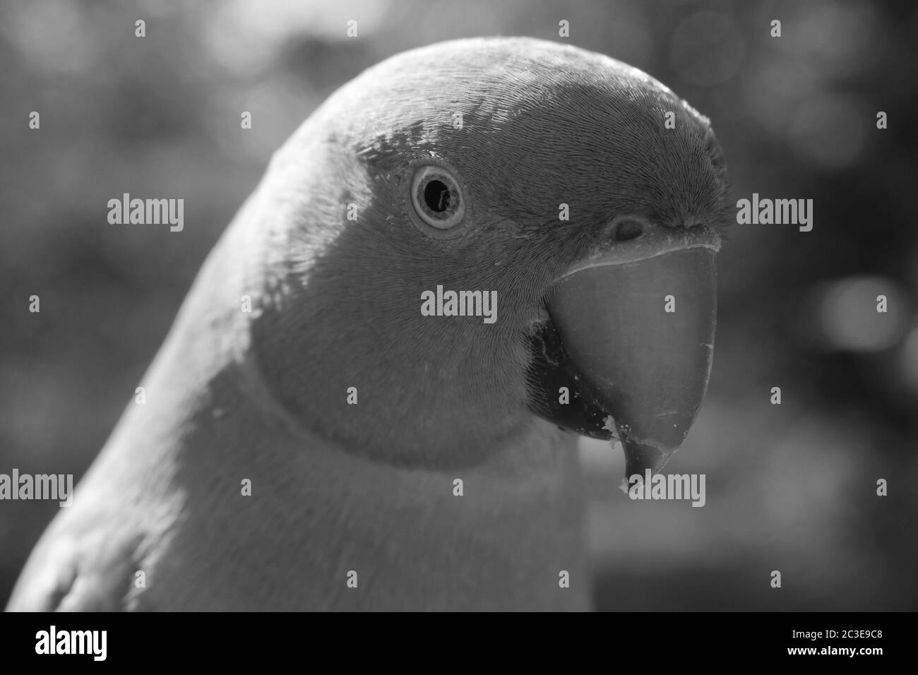 Close Up Black and White Portrait of a Female Rose-Ringed Parakeet Stock Photo