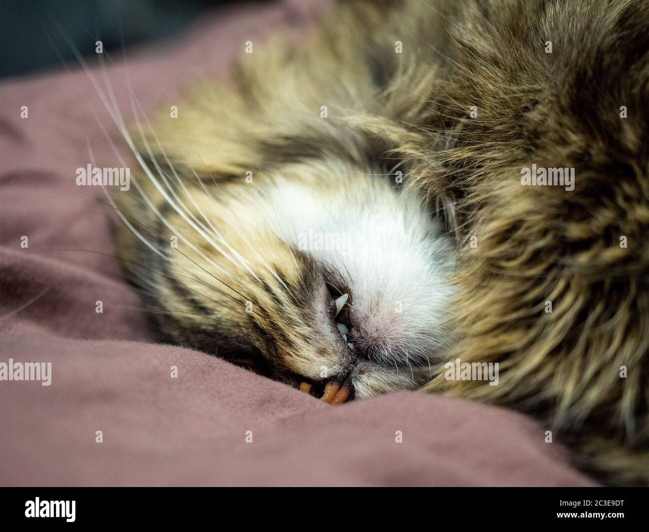 Photo from close range cute sleeping cat snout with sticking fangs Stock Photo
