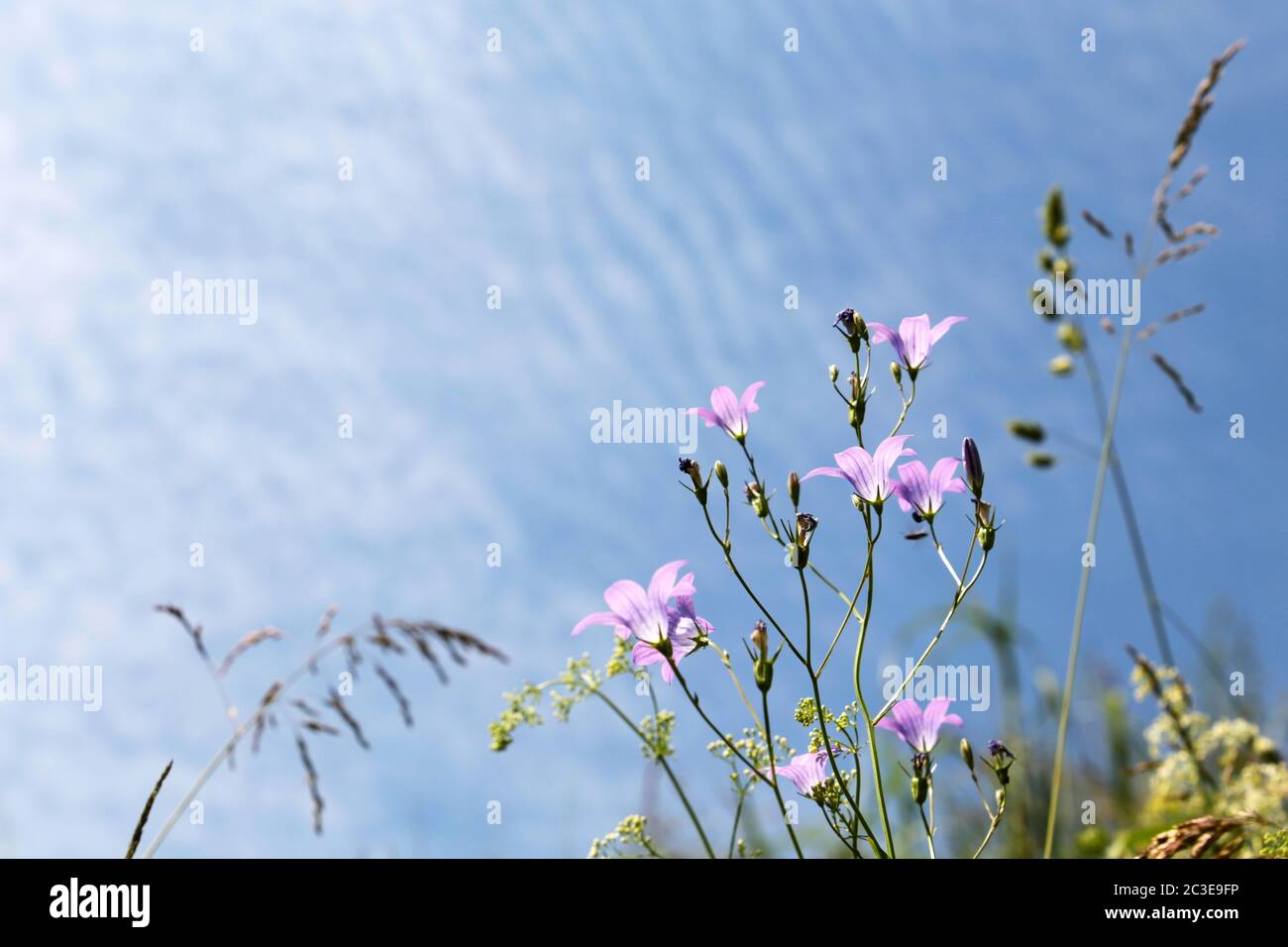 Bellflowers on blue sky background. Wildflowers on summer meadow in sunny day Stock Photo