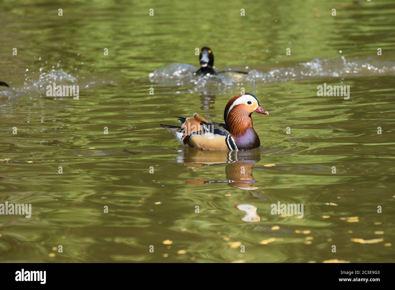 A Mandarin Duck Swims Peacefully While a Tufted Duck Chases Another Duck Behind It Stock Photo
