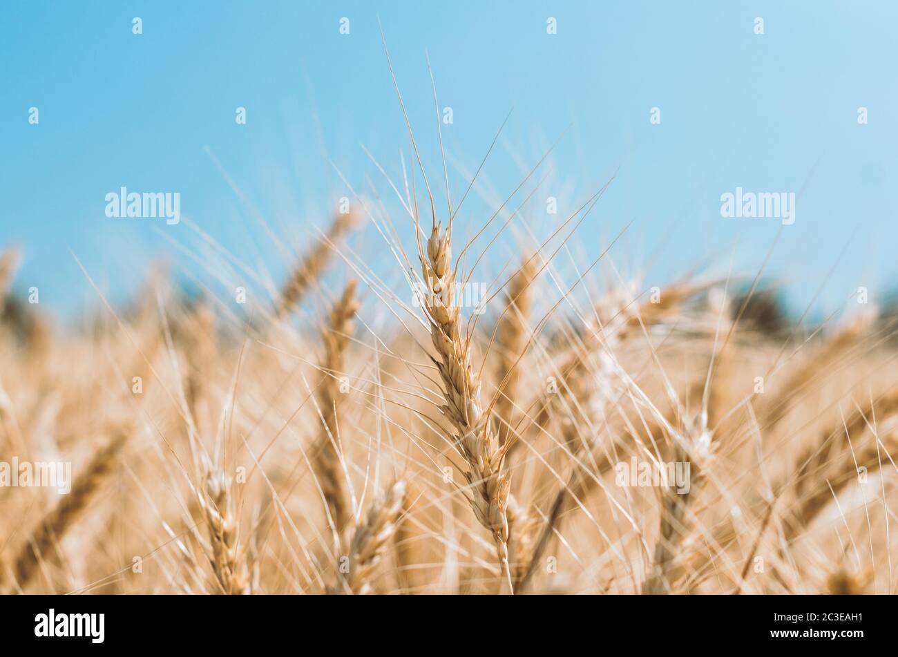 spikelets of wheat on a field on a farm against the backdrop of a clear blue sky Stock Photo