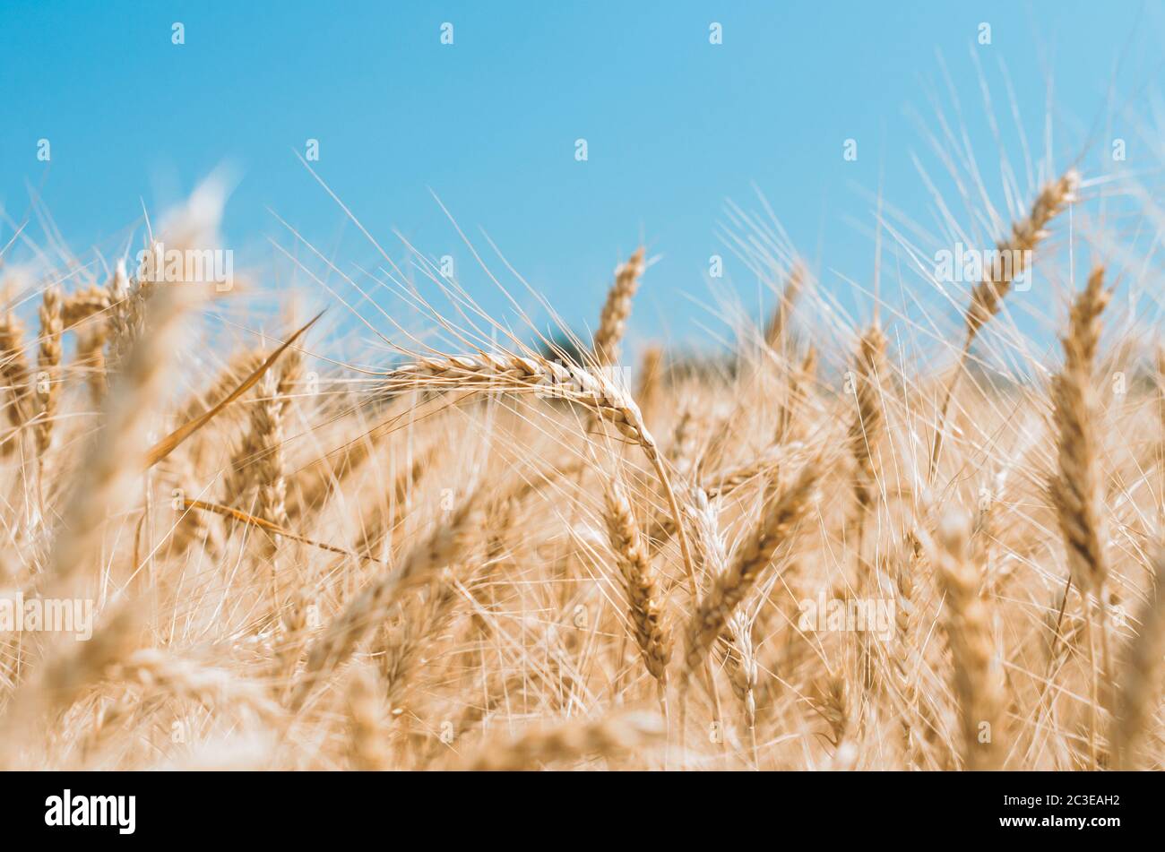 spikelets of wheat on a field on a farm against the backdrop of a clear blue sky Stock Photo