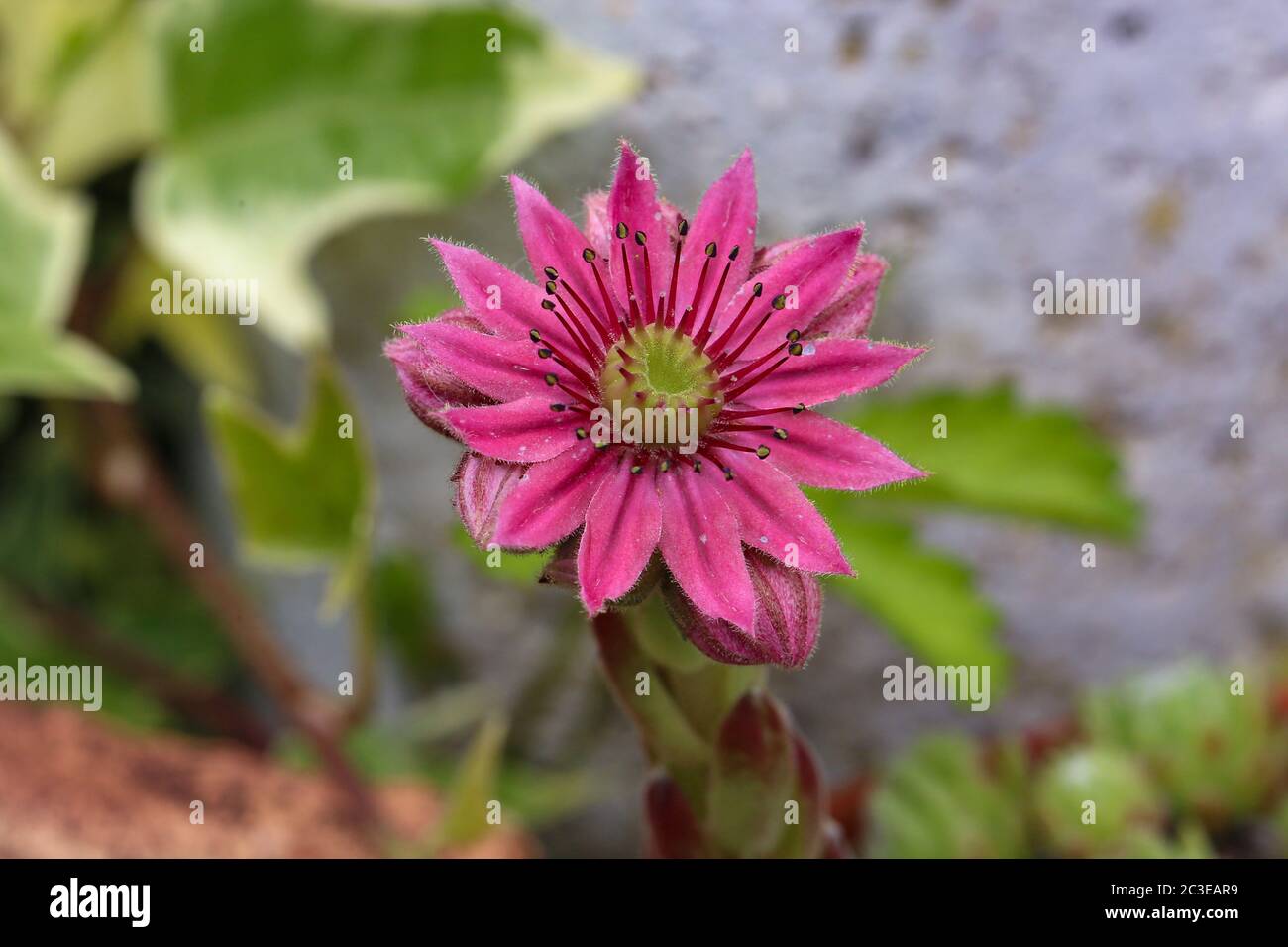 Sempervivum marmoreum - Wild plant shot in summer Stock Photo