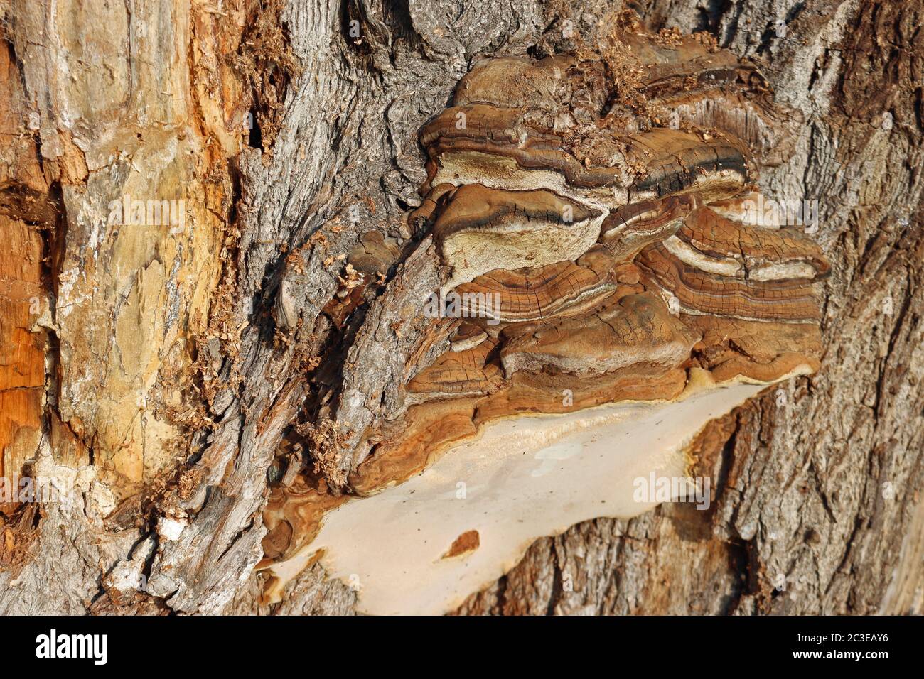 Brown and cracked polypore bracket fungus growing out of the side of a decaying tree trunk with no background. Stock Photo