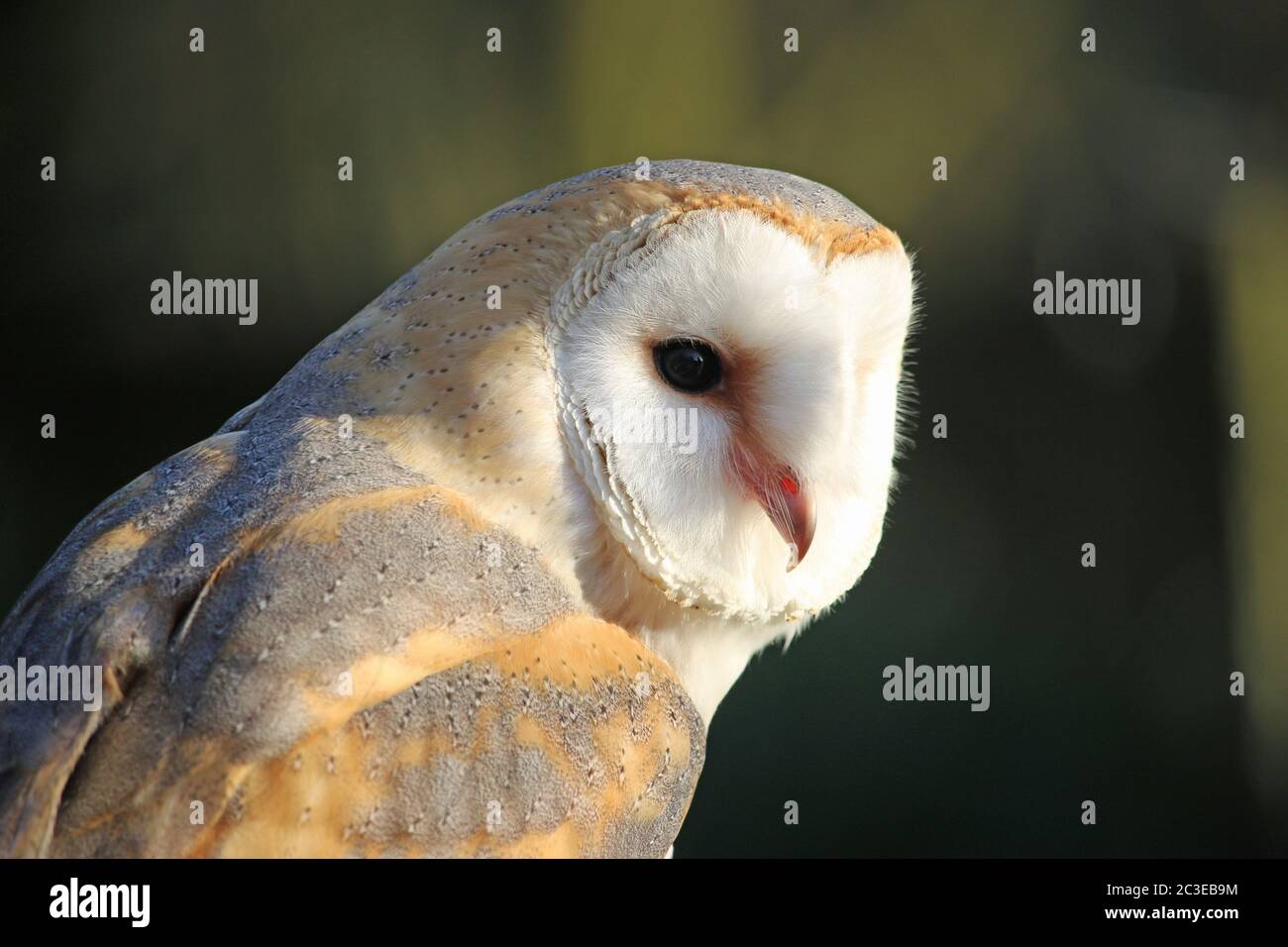 Head and shoulders of a barn owl, Tyto alba, with a dark green and black blurred background of trees and plants. Stock Photo