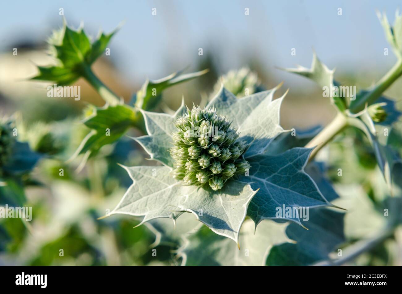 flowers and leaves of the eryngium close up Stock Photo Alamy