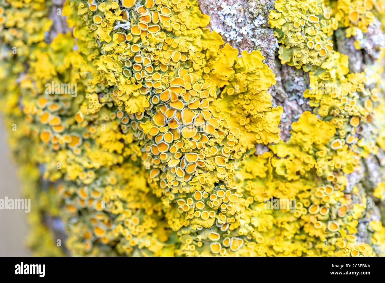 Yellow parasitic fungus on twig in winter Stock Photo