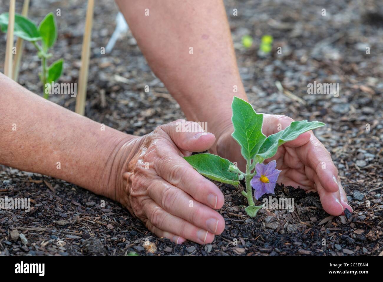 Horizontal shot of a female gardener’s hands and arms tending to a baby eggplant sprout. Stock Photo