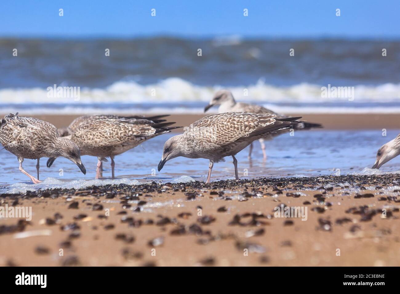 Some young Great Black-backed Gull are looking at the beach for food Stock Photo