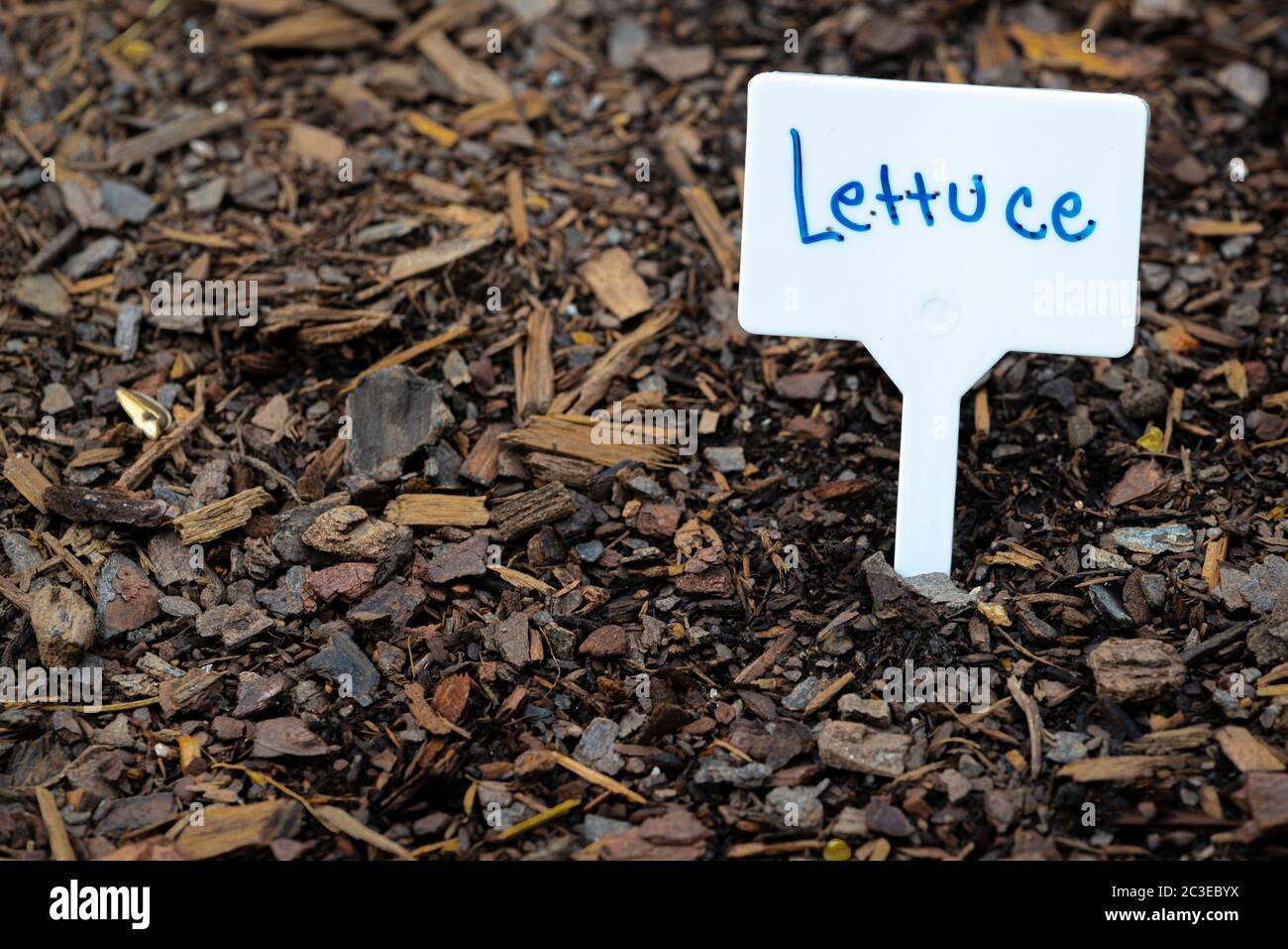 Horizontal shot of a white lettuce sign in a garden with copy space. Stock Photo