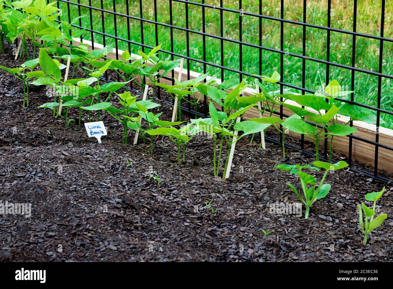 Butterbeans growing hires stock photography and images Alamy