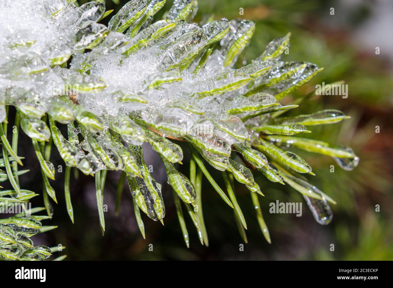 spring, icicles, melting ice, fir branch in the ice with drop of Stock Photo