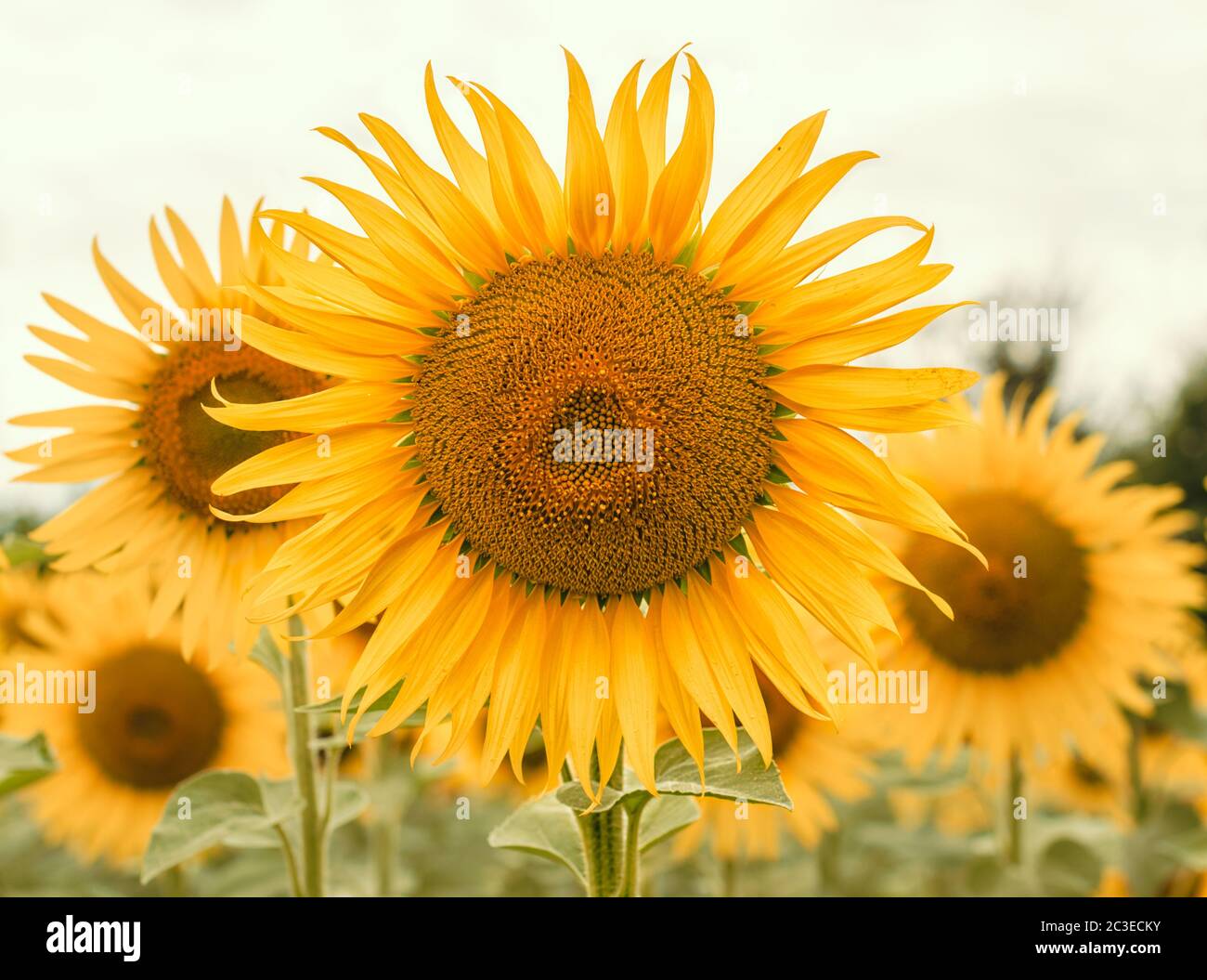 yellow sunflowers on the field in summer closeup Stock Photo - Alamy