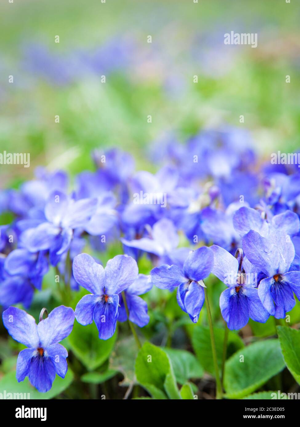 Violets flowers blooming in spring Stock Photo