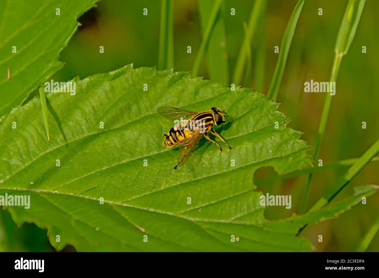 Black and yellow sunfly on a green leaf - Helophilus pendulus Stock ...