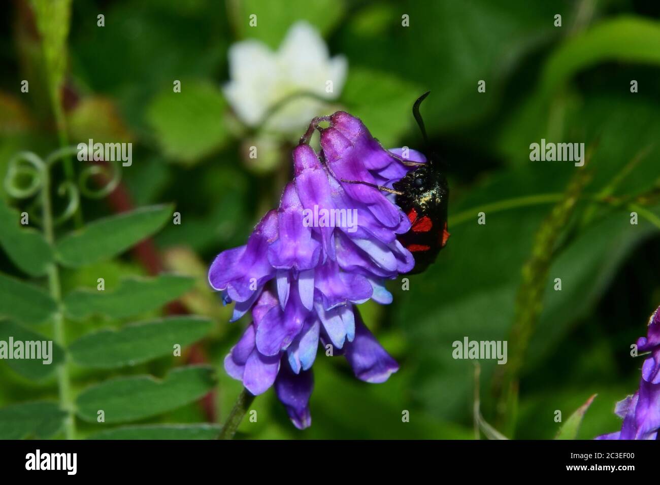 Tufted Vetch 'Vicia cracca' with a Burnet moth, early summer on chalk hills in Wiltshire.UK Stock Photo