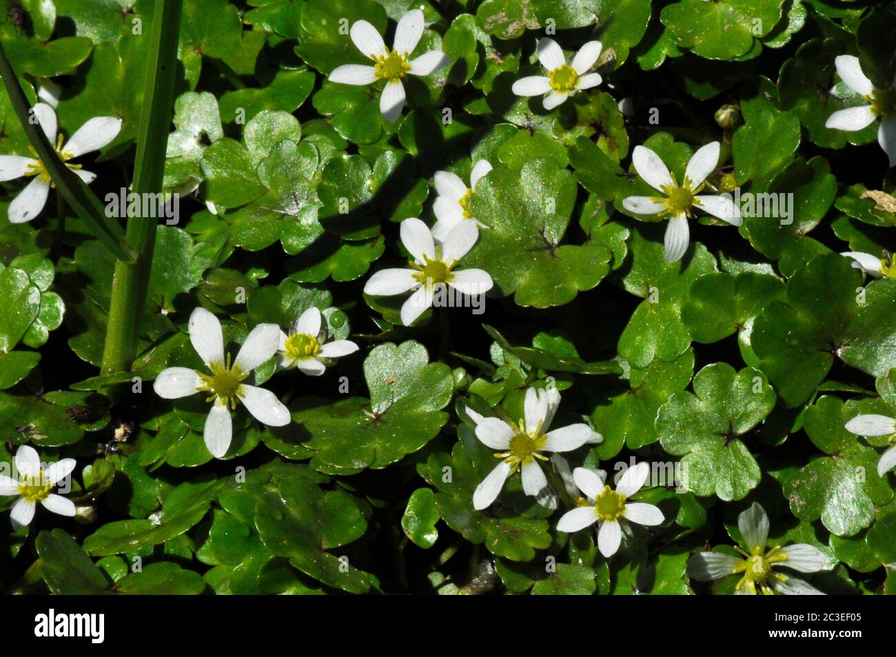 River water crowfoot hi-res stock photography and images - Alamy